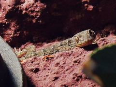 Mediodactylus kotschyi