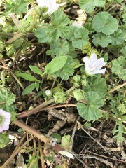 Malva neglecta
