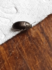 Blapstinus metallicus