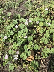 Malva neglecta
