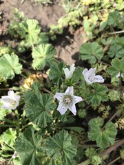 Malva neglecta
