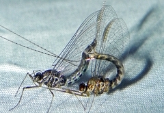 Siphlonurus alternatus