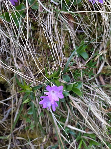 Image of Primula integrifolia by (c) Guillaume Delaitre, some rights reserved (CC BY)