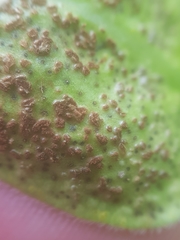 Puccinia vincae