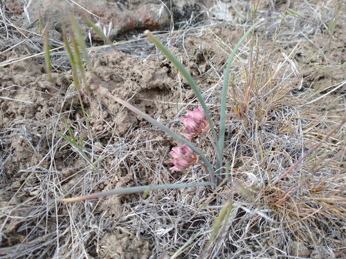 Image of Allium punctum by no rights reserved