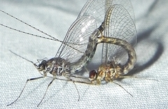 Siphlonurus alternatus