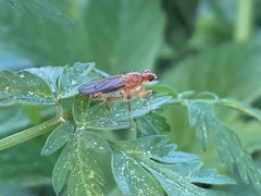 Norellisoma spinimanum