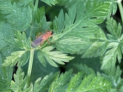 Norellisoma spinimanum