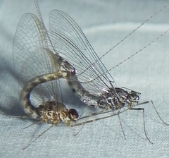 Siphlonurus alternatus