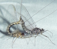 Siphlonurus alternatus