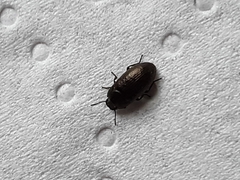 Blapstinus metallicus