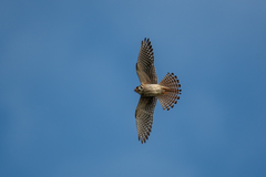 Falco sparverius paulus