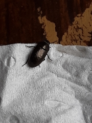 Blapstinus metallicus