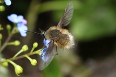 Bombylius cinerascens