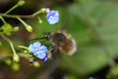 Bombylius cinerascens