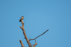 Falco sparverius paulus