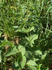 Vincetoxicum rossicum