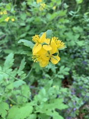 Chelidonium majus