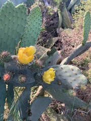 Opuntia leucotricha