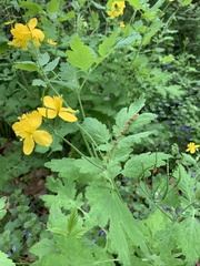 Chelidonium majus