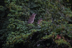 Nycticorax nycticorax