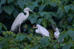 Ardea alba