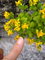 Perityle lindheimeri