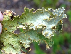 Yarrumia colensoi