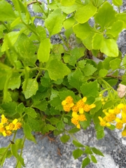 Perityle lindheimeri