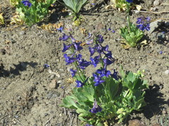 Delphinium uliginosum