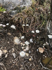 Iberis procumbens microcarpa