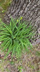 Hemerocallis lilioasphodelus