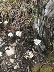 Iberis procumbens microcarpa