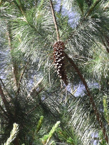 Mexican white pine