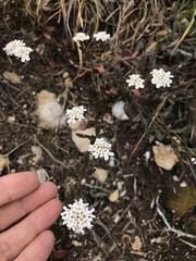 Iberis procumbens microcarpa