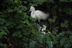 Egretta garzetta
