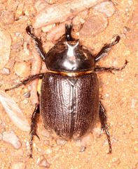Cyphonistes vallatus