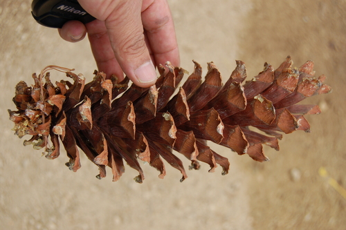 Mexican white pine