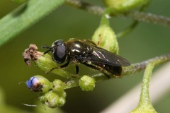 Heringia senilis