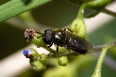 Heringia senilis