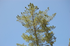 Pinus ayacahuite