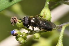 Heringia senilis