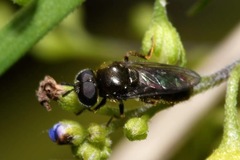 Heringia senilis