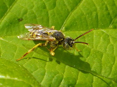 Nomada luteoloides