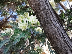 Anthyllis barba-jovis