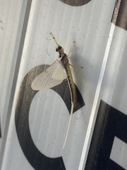 Pentagenia vittigera