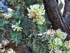 Anthyllis barba-jovis