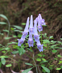 Corydalis lineariloba
