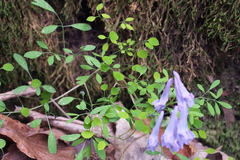 Corydalis lineariloba
