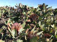 Protea × hybrida